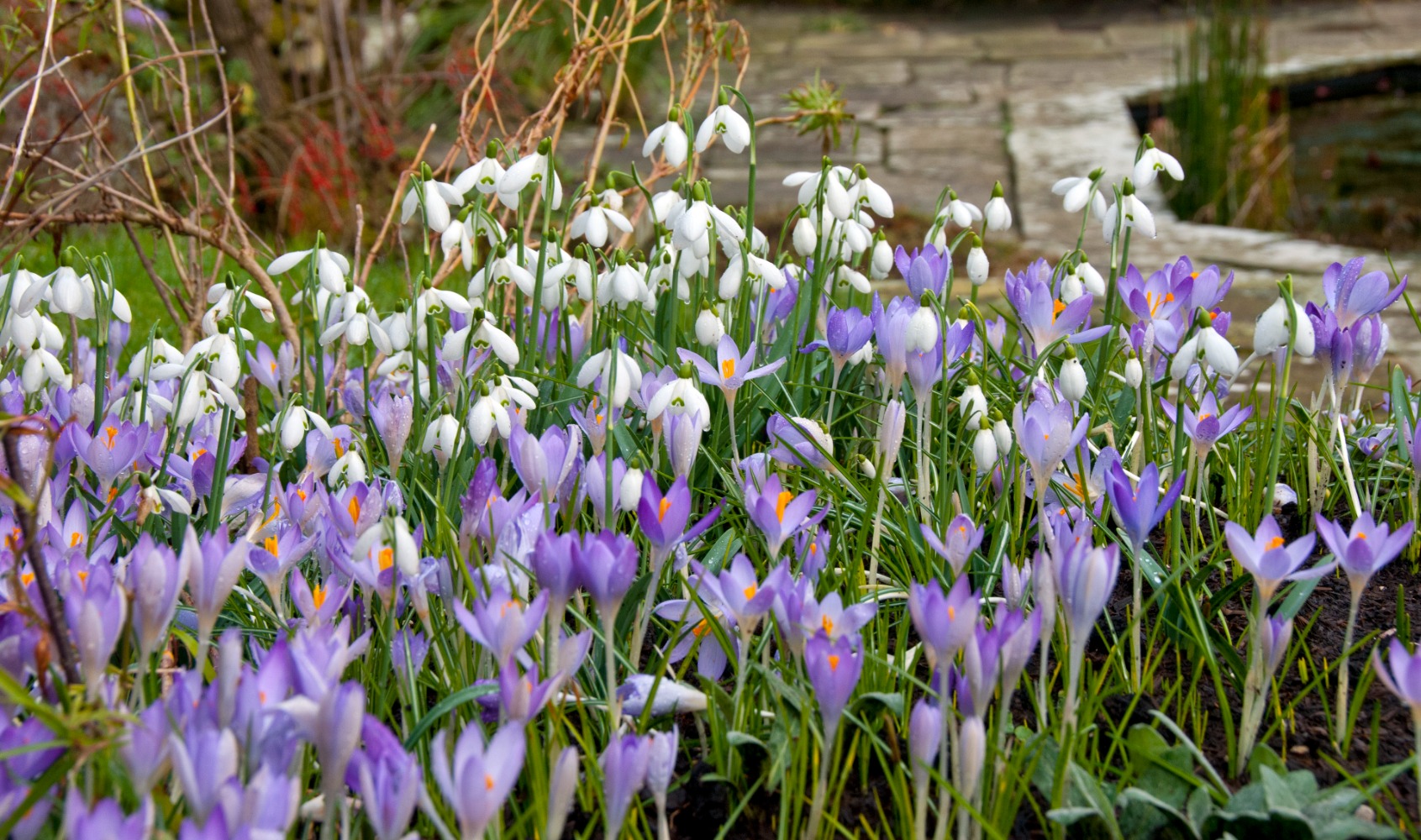 Succession planting in the mixed border