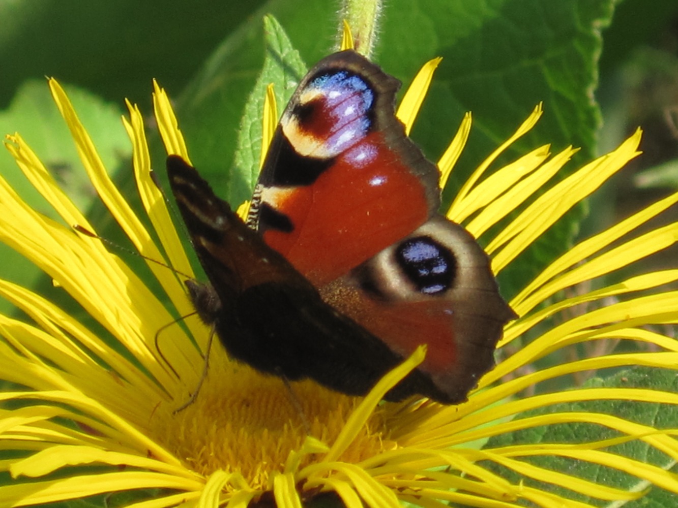 Gardening for Biodiversity