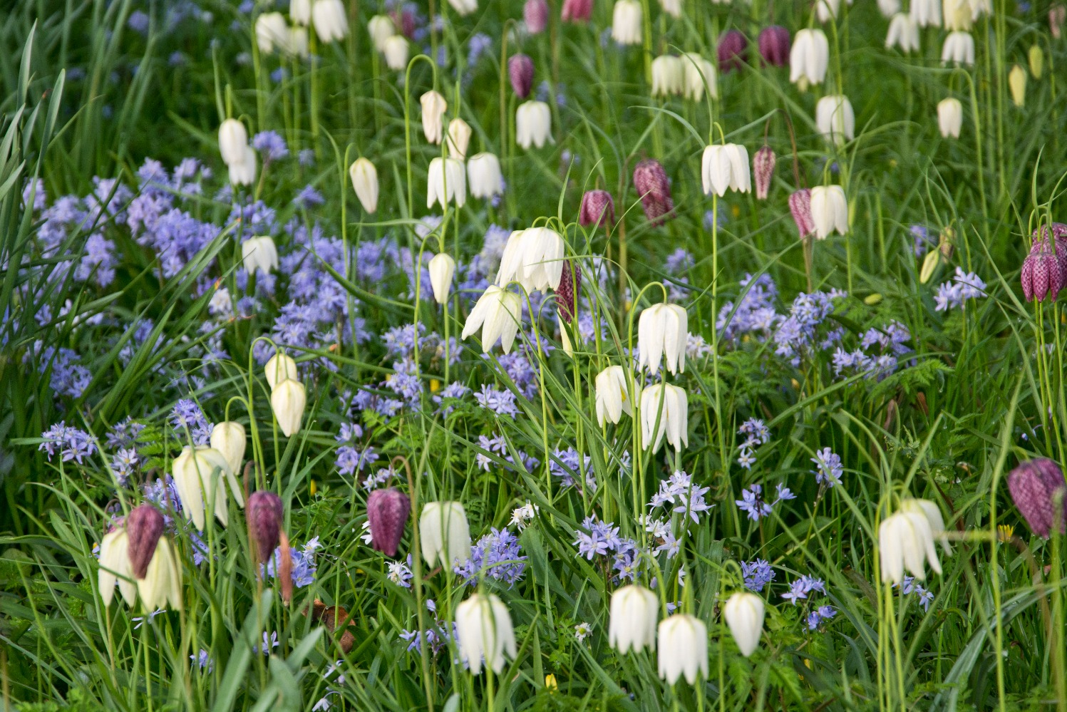 Behind the scenes at Great Dixter – March