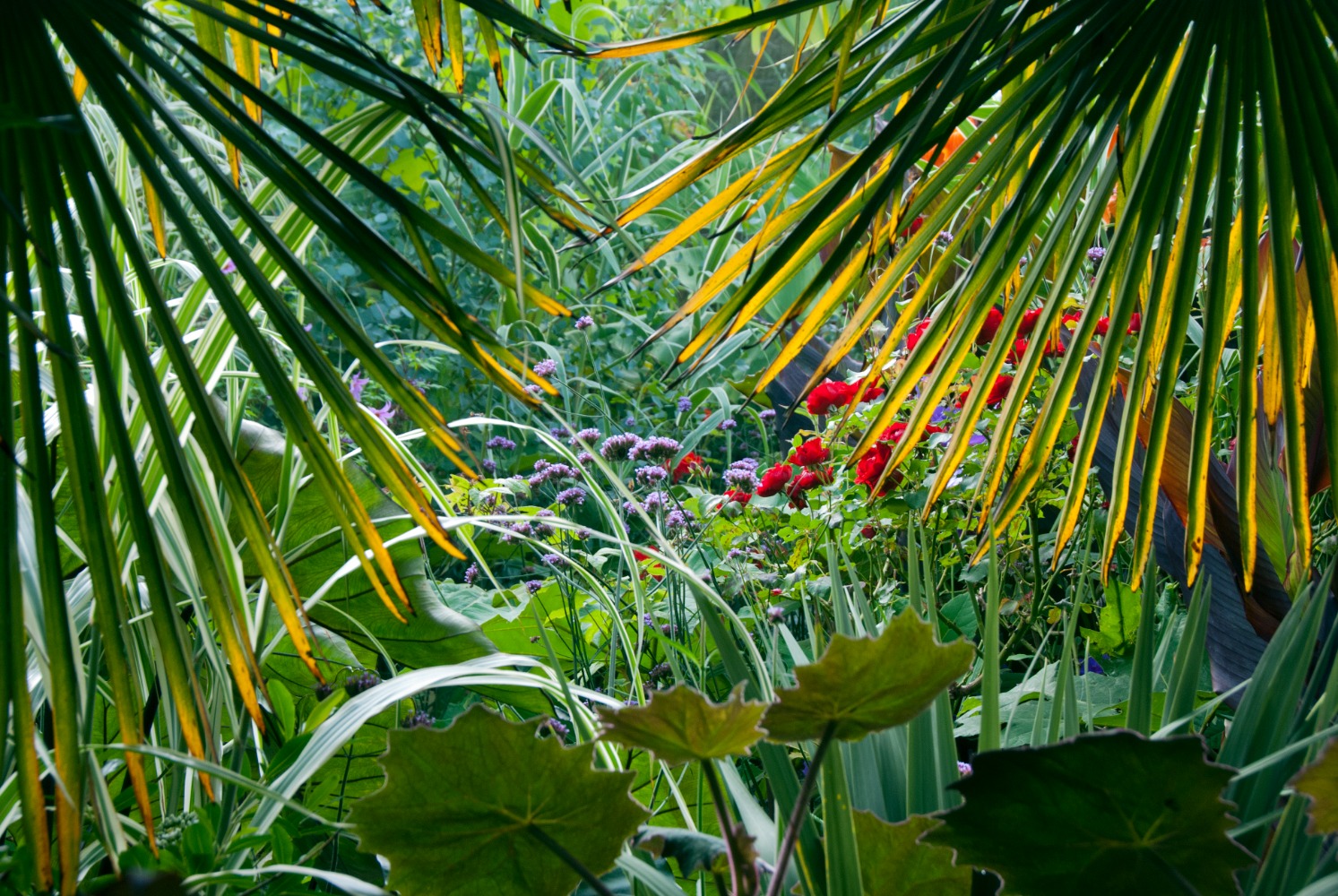 Gardening with subtropical plants